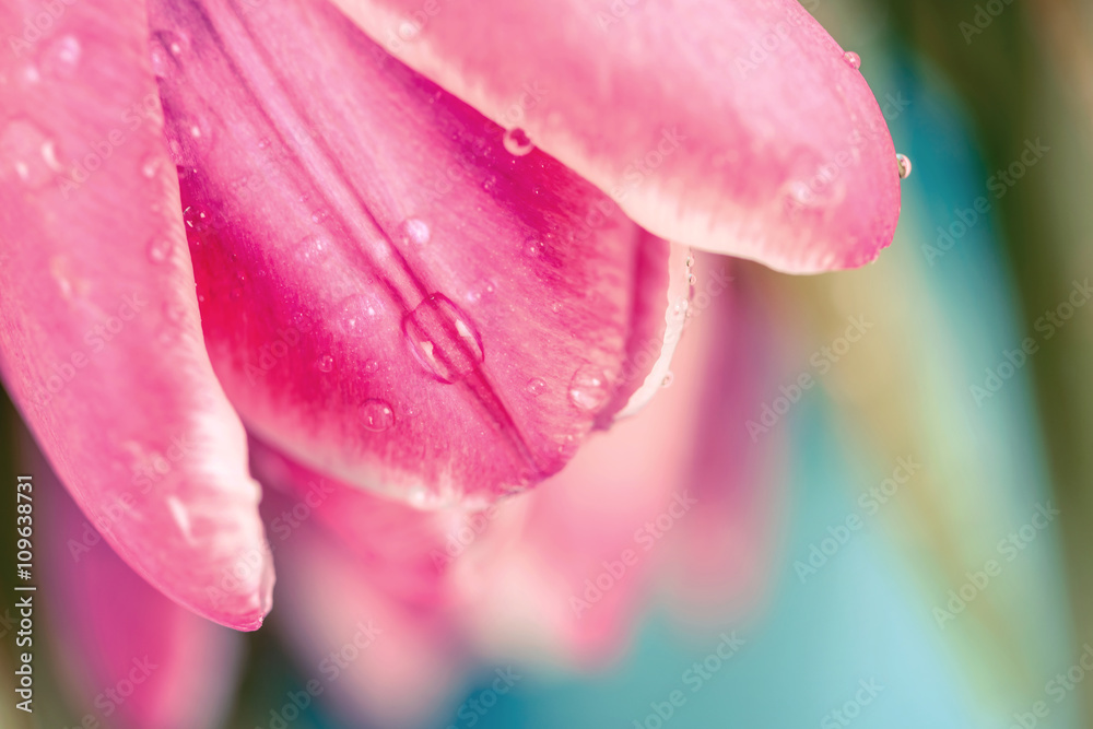Retro Filter Of Spring Wet Tulips
