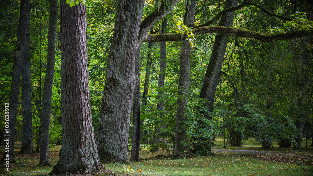 Greater trees in old park, an autumn landscape Greater trees in old park, an autumn landscape