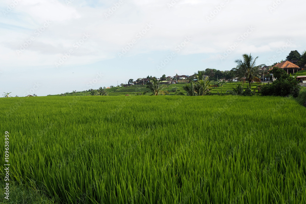 jatiluwih rice terraces