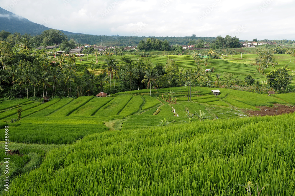 Fototapeta premium jatiluwih rice terraces