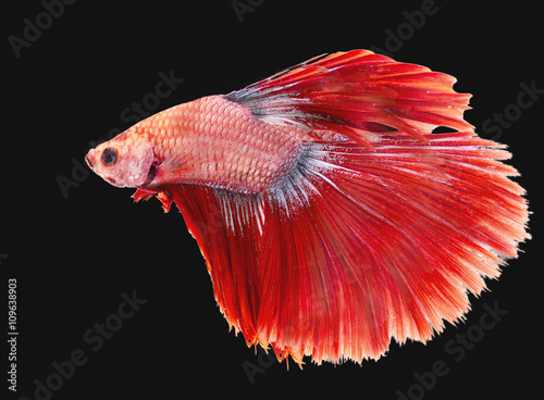 fighting fish