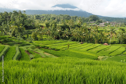 jatiluwih rice terraces