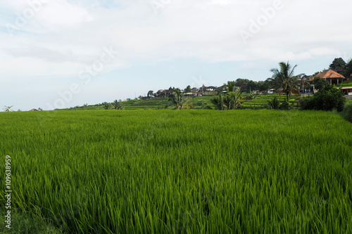 jatiluwih rice terraces