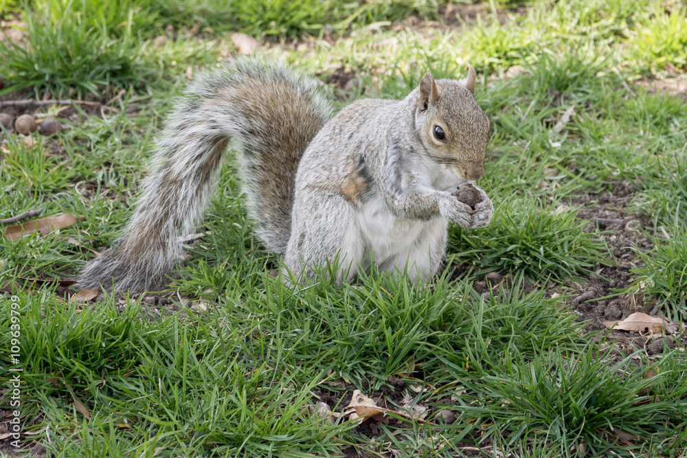 Obraz premium squirrel