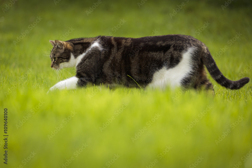 Fototapeta premium Katze im Gras