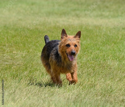 Принти на полотні Australian Terrier Running