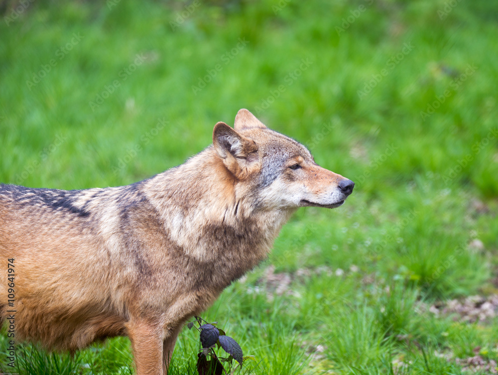 Fototapeta premium Wolf