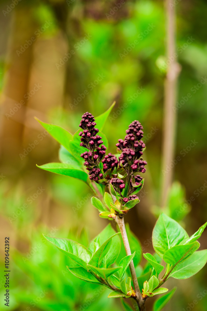 Obraz premium spring flowers