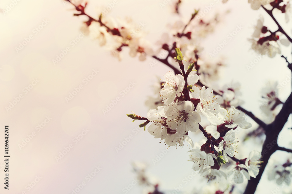 Spring plum flowers for background. Spring plum flowersin sun rays and bokeh