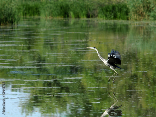 Gray Heron (Ardea cinerea) 2