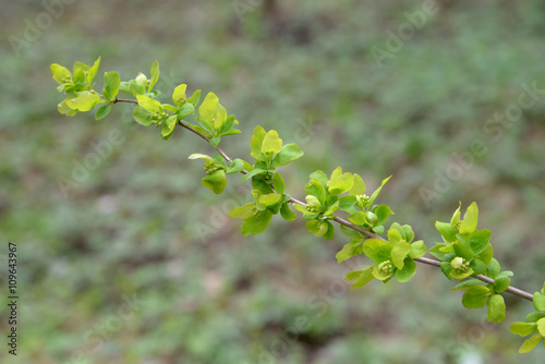 Young green leaves on a shrub