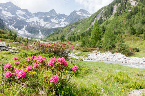 Alpenrosen Bergblumen der Alpen im Frühling © by paul
