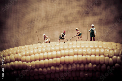 Happy farmers harvesting corn. Macro photo photo