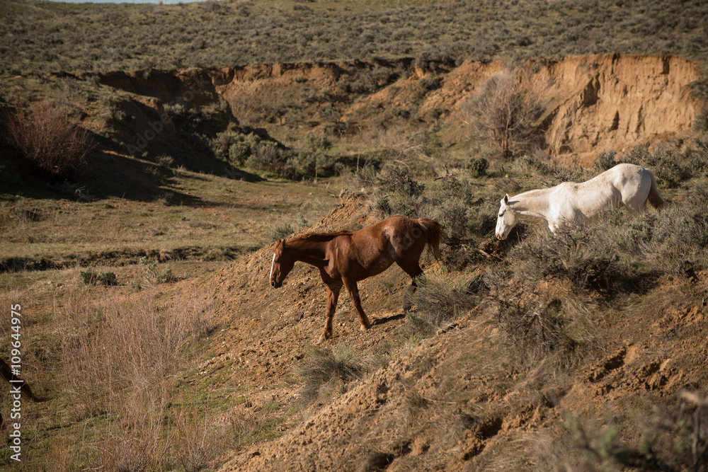 Two horses going down into a ravine Two horses going down into a ravine