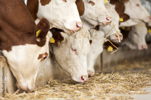 Simmental Cows photo