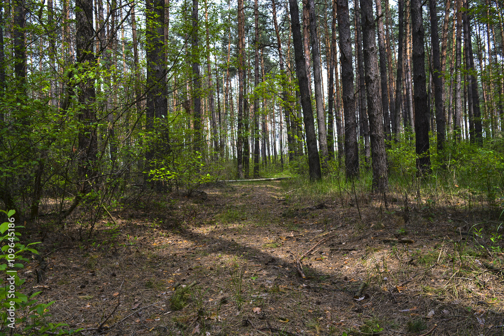 Fototapeta premium весенний лес в солнечный день