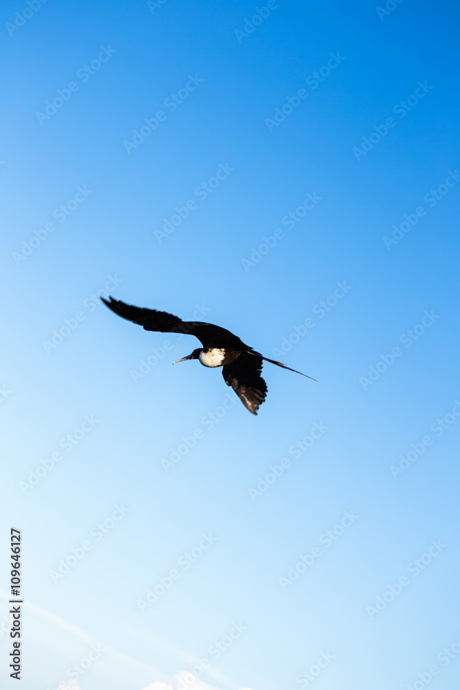 Fototapeta premium A close up view of an albatross in mid flight.
