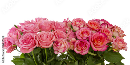 Pink roses isolated on white.