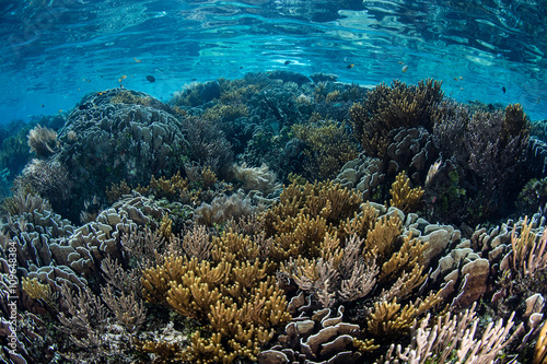 Vibrant Coral Reef in Raja Ampat