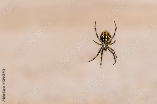 Right third orb weaver spider