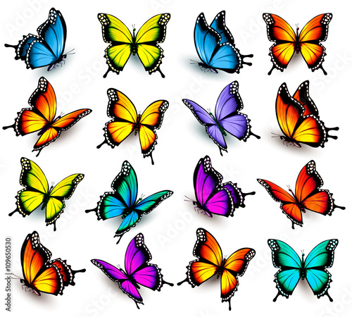 Big collection of colorful butterflies. Vector