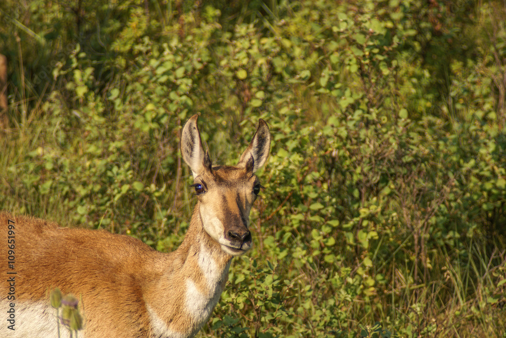 Female pronghorn with green verge background Female pronghorn with green verge background