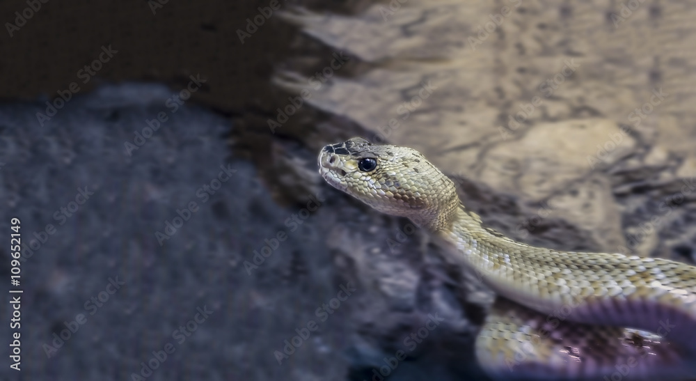Snake in motion with only the head sharp. Snake in motion with only the head sharp.