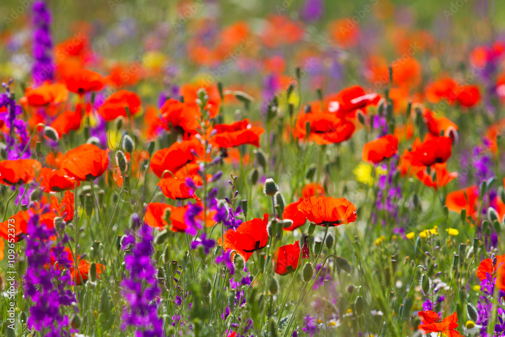 Poppies in the field, Armenia.