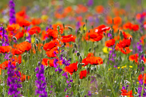 Poppies in the field, Armenia. © tartalja