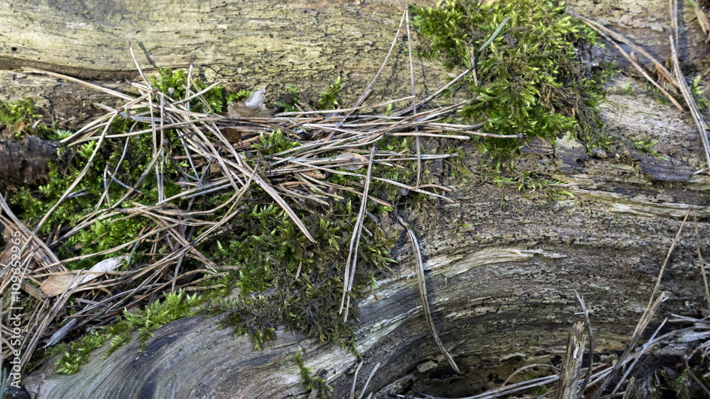Obraz premium Moss and lichen on old tree background