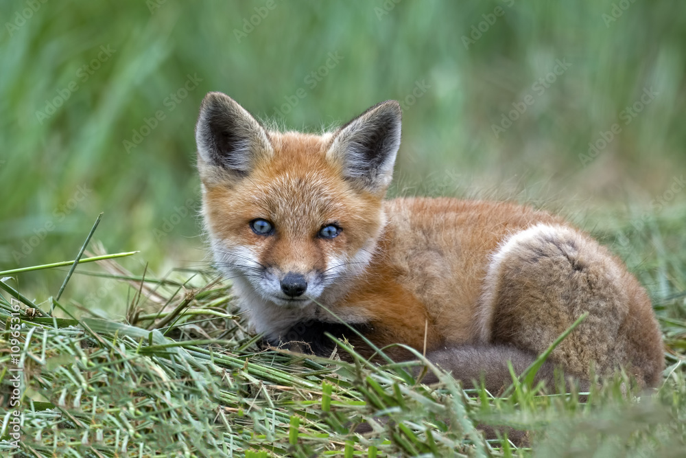 Naklejka premium Red Fox Kit