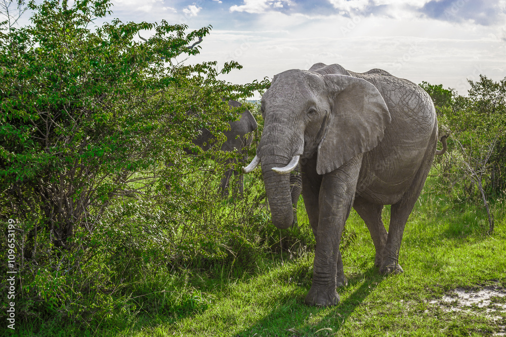 Fototapeta premium Big African elephant walking through the bushes in the Maasai Mara national park (Kenya)