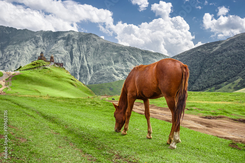 Horse grazing next to the Gergeti Trinity Church (Gergeti, Georgia)