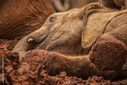 One of the many young orphant elephants playing in the mud in Sheldrick Elephant Orphanage in Nairobi (Kenya)