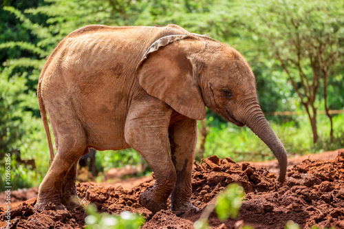 One of the many young orphant elephants in Sheldrick Elephant Orphanage in Nairobi (Kenya) photo