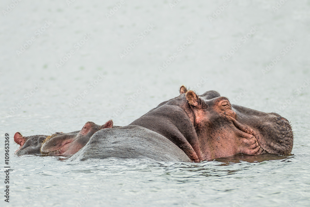 Hippo resting in a water of the Naivasha lake (Kenya) Hippo resting in a water of the Naivasha lake (Kenya)