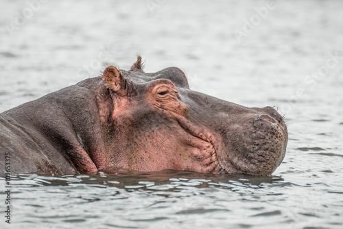 Hippo resting in a water of the Naivasha lake (Kenya)