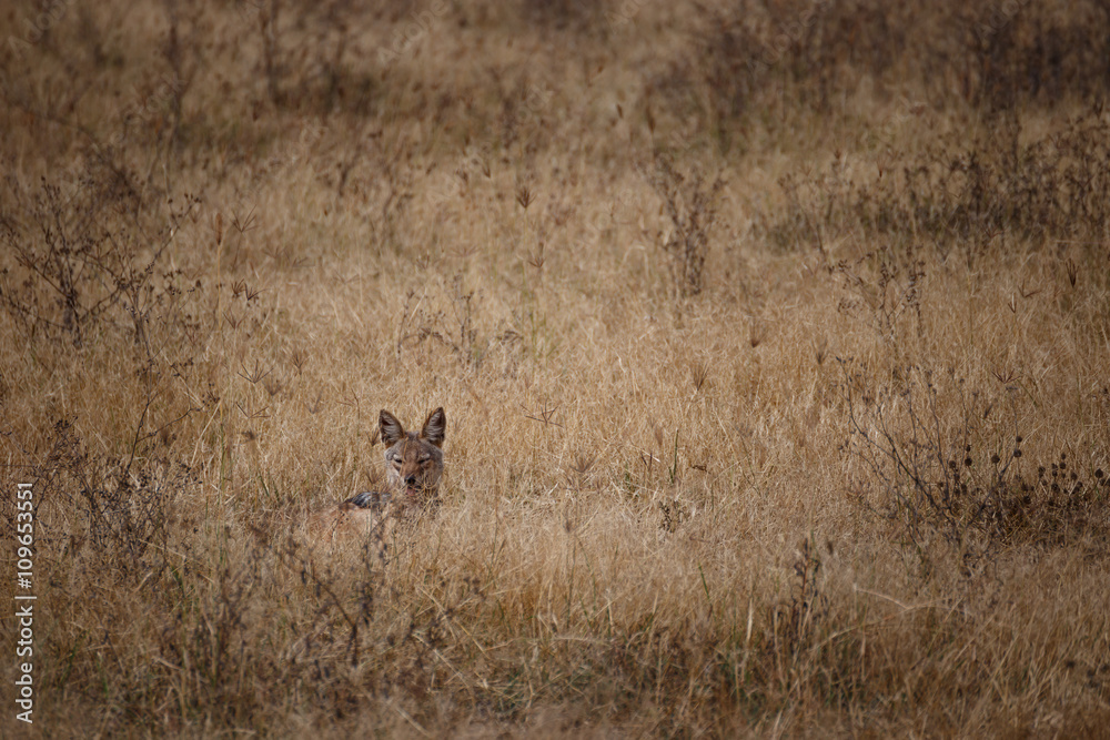 Jackal watching prey in the Ngorongoro national park (Tanzania)