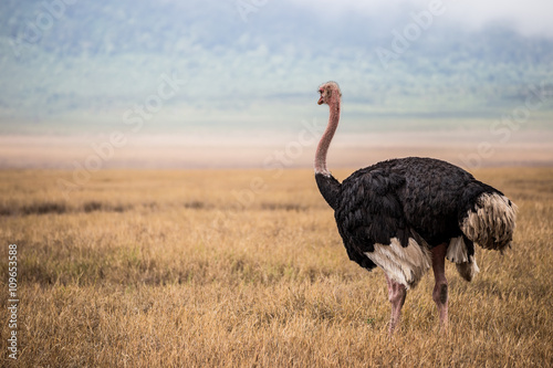 Big ostrich looking at the skyline in the Ngorongoro national park (Tanzania)