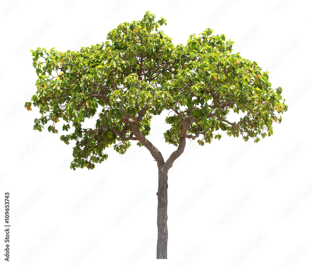 Tree isolated on white background