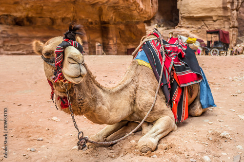 Camel resting in the ancient city of Petra (Jordan)