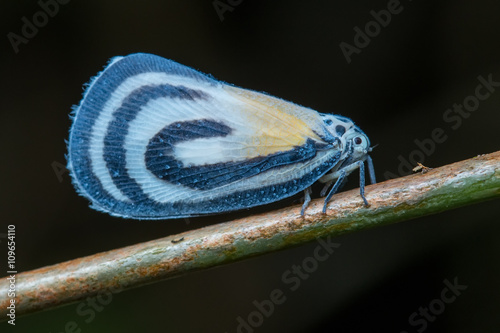 Plant Hopper , Plant hopper adult at night , Close-Up of Plant Hopper , Macro Shot of a Plant Hopper , Tree Hopper , Macro Shot of a Beautiful Plant Hopper photo