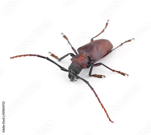 Species of longhorn beetles beetles. Weaver Beetle Beetle isolat © evegenesis