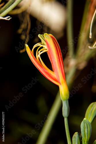 Closeup red eucrosia bicolor flower photo
