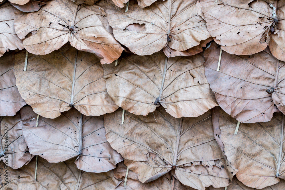 Dry leaves roof