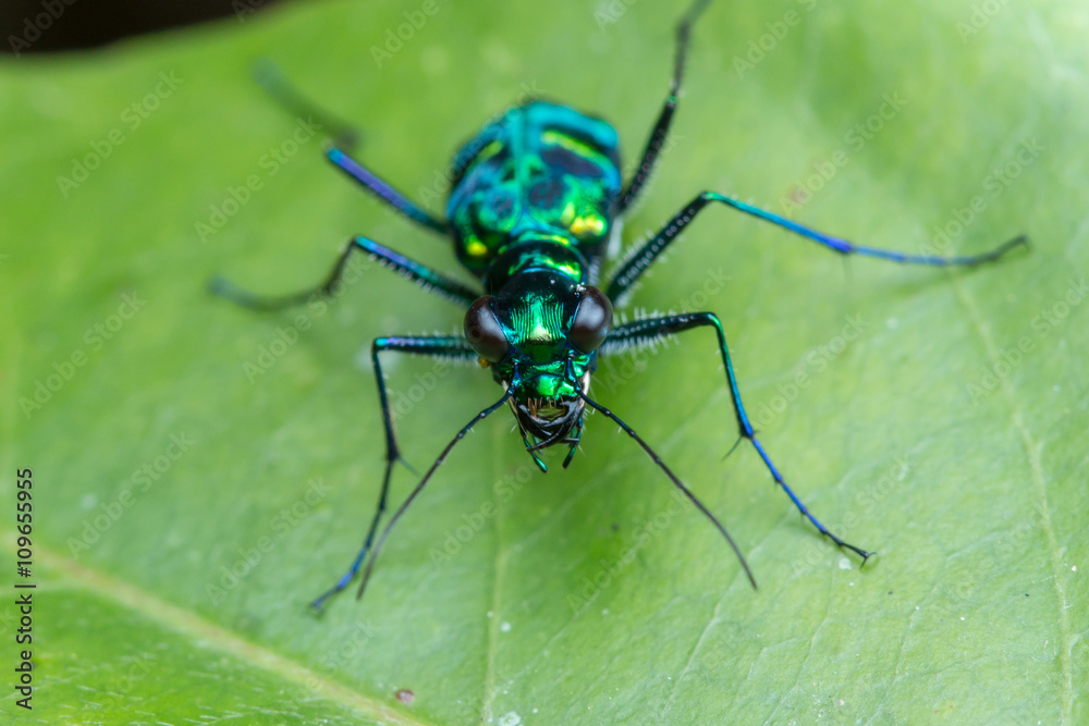 Tiger Beetle, Close-up on Tiger beetle , Tiger beetle hanging on branches Tiger Beetle, Close-up on Tiger beetle , Tiger beetle hanging on branches