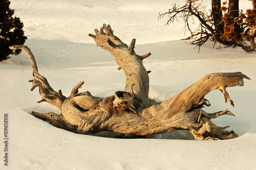 Twisted Dead Tree that resembles a person laying in the snow © Sue Smith