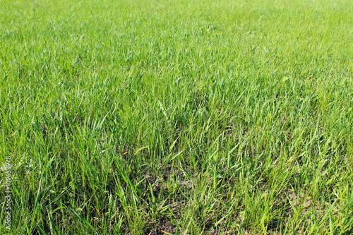 Green grass background 