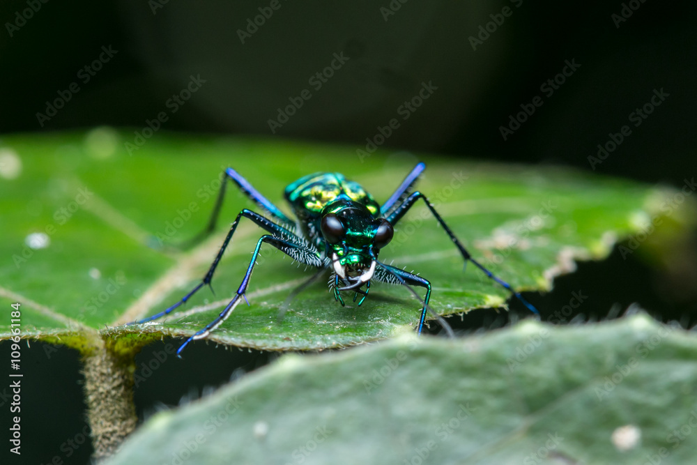 Tiger Beetle , Tiger beetle on leaf , Close-Up of Tiger Beetle Tiger Beetle , Tiger beetle on leaf , Close-Up of Tiger Beetle