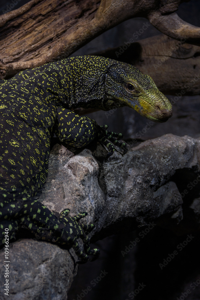 Fototapeta premium Black and yellow Monitor Lizard, Komodo Dragon